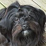 Porträtfoto von Bolonka-Hündin Chacha