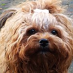 Porträtfoto von Bolonka-Hündin Danara