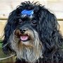 Porträtfoto von Bolonka-Rüde Eddy vom großen Hain