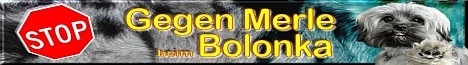 Gegen Merle beim Bolonka