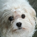 Porträtfoto von Bolonka-Hündin Peewee