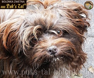 Bolonka Zwetna-Rüde Smoky, Porträtfoto