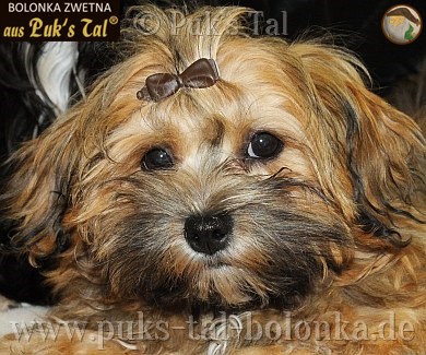 Bolonka Zwetna-Baby Ubaja, 4 Monate alt