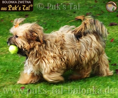 Bolonka rotgold-zobel mit Ball
