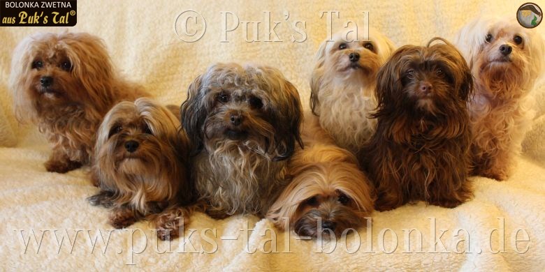Bolonka Hunde