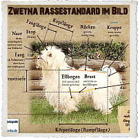 Bolonka Zwetna Rassestandard & Eigenschaften der Rasse