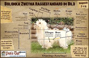 Bolonka Zwetna Rassestandard & Eigenschaften der Rasse