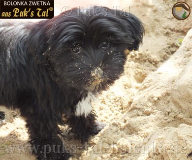"Kuck mal, ich hab im Sandkasten gespielt!" (Chacha mit 3 Monaten)