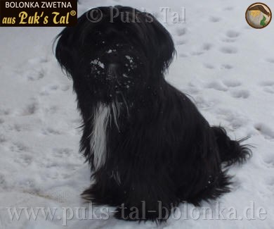 Chacha's erster Schnee: "Wo kommt denn das her?" (7 Monate)
