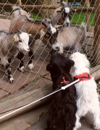 Bolonka Zwetna und andere Tiere