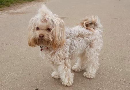 Kacey aus unserem I-Wurf