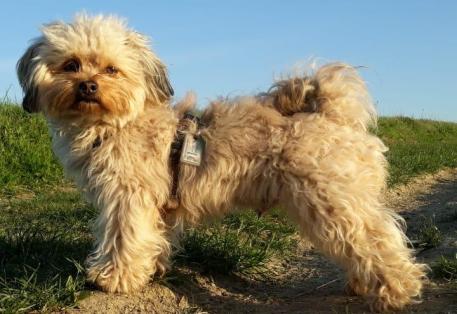 Teddy aus unserem T-Wurf