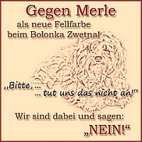 Gegen Merle als neue Fellfarbe beim Bolonka Zwetna! - Wir sind dabei und sagen "Nein!"