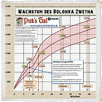 Gewichtsentwicklung, Gewichtstabelle bei Bolonka Zwetna Welpen 