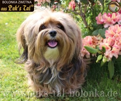 Bolonka Zwetna-Hündin Josy