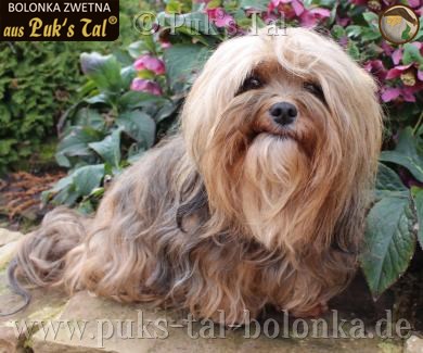 Bolonka Zwetna-Hündin Josy