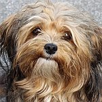 Porträtfoto von Bolonka-Hündin Josy