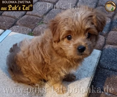 Bolonka Zwetna-Hündin Kissy