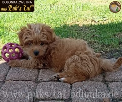 Bolonka Zwetna-Hündin Kissy