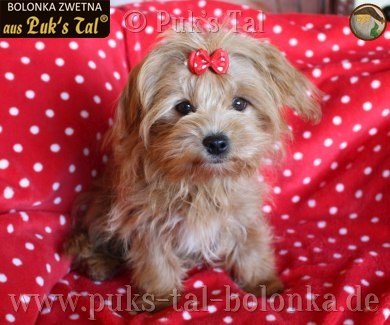 Bolonka Zwetna-Hündin Kissy