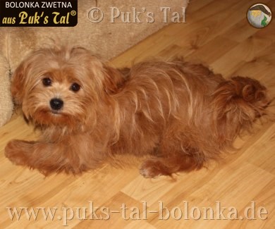 Bolonka Zwetna-Hündin Kissy