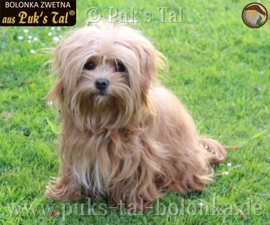 Bolonka Zwetna-Hündin Kissy
