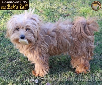Bolonka Zwetna-Hündin Kissy