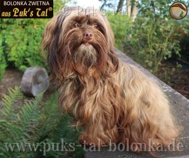 Bolonka Zwetna-Hündin Oona