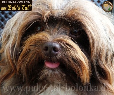 Bolonka Zwetna-Rüde Smoky