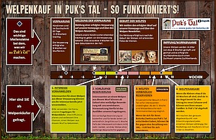 Kauf eines Bolonka Zwetna Welpen in Puk's Tal / Ablaufiagramm mit den wichtigsten Schritten