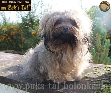 Bolonka Zwetna-Hündin Yala