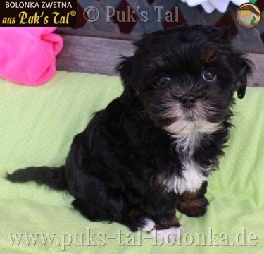 Bolonka Zwetna-Welpe Bacey aus Puk's Tal