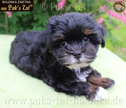 Bolonka Zwetna-Welpe Bacey aus Puk's Tal