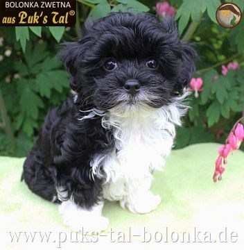 Bolonka Zwetna-Welpe Baya aus Puk's Tal