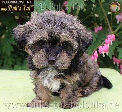 Bolonka Zwetna-Welpe Bilbo aus Puk's Tal