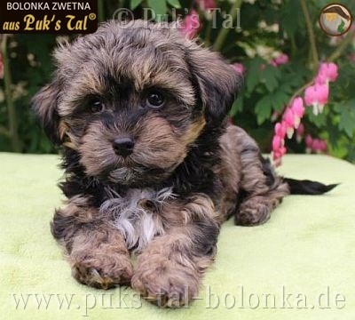Bolonka Zwetna-Welpe Bilbo aus Puk's Tal