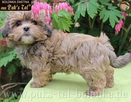 Bolonka Zwetna-Welpe Bizou aus Puk's Tal