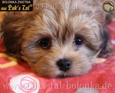 Bolonka Zwetna-Welpen aus Puk's Tal
