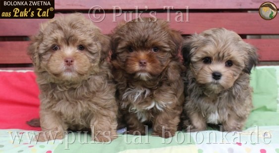 Bolonka Zwetna-Welpen aus Puk's Tal