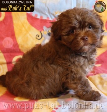 Bolonka Zwetna-Welpe Gianna aus Puk's Tal
