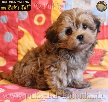 Bolonka Zwetna-Welpe Giotto aus Puk's Tal