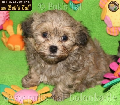 Bolonka Zwetna-Welpe Giotto aus Puk's Tal