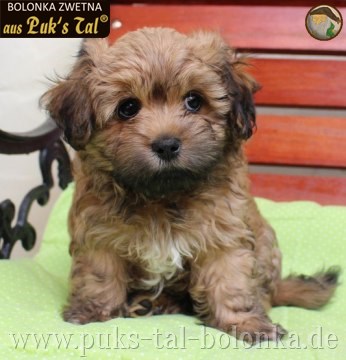 Bolonka Zwetna-Welpe Happy aus Puk's Tal