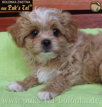 Bolonka Zwetna-Welpe Hardy aus Puk's Tal