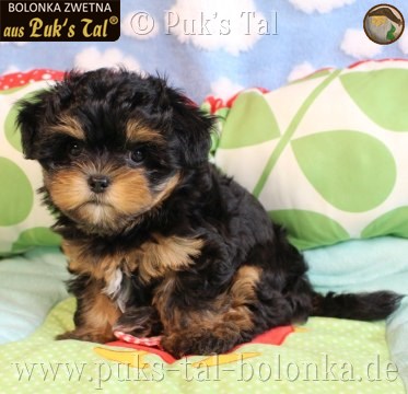 Bolonka Zwetna-Welpe Jodie aus Puk's Tal