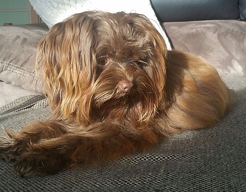 Carlotta, Bolonka Zwetna Welpe, Farbe Braun, 9 Monate alt