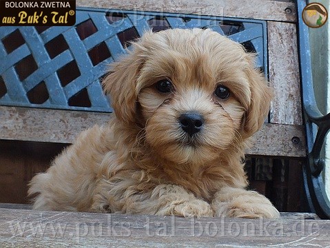 Bolonka Zwetna-Welpe Apricot / Danilo aus Puk's Tal