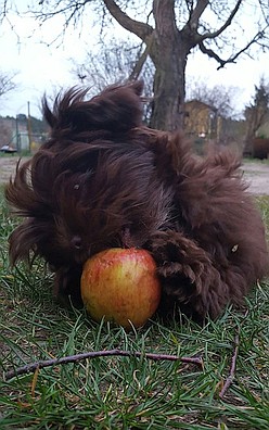 Emma (Meggy), Bolonka Zwetna 