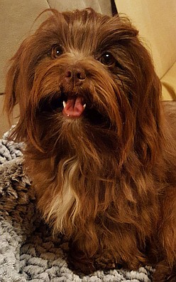Emma (Meggy), Bolonka Zwetna 