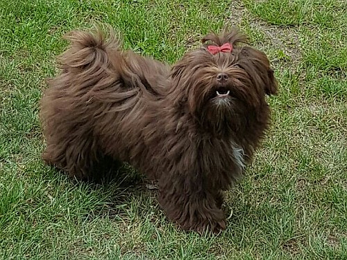 Emma (Meggy), Bolonka Zwetna 